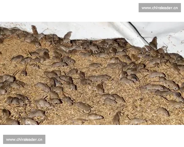 数字时代社交媒体传播对公众行为与社会心理的深远影响 数字时代社交媒体传播对公众行为与社会心理的深远影响